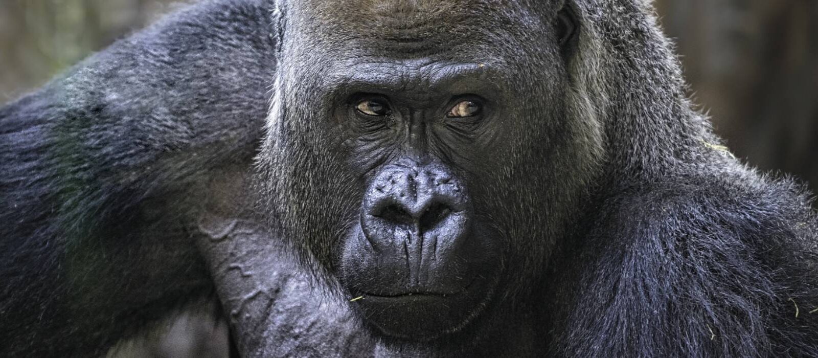 Een berggorilla of toch een chimpansee: welke apenbaas ben of heb jij? 🐵