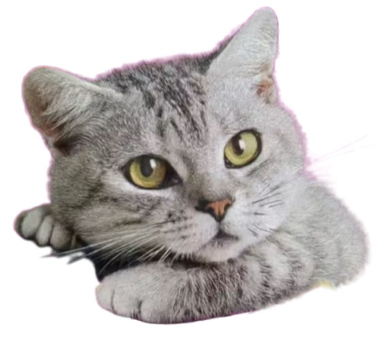 Whiskas-kat