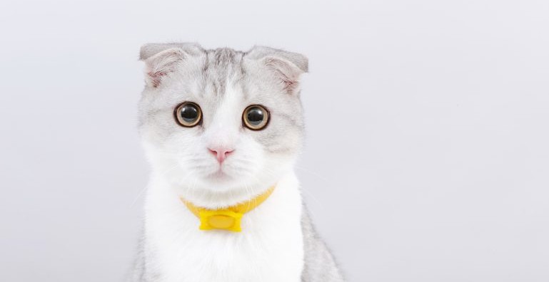 Scottish fold
