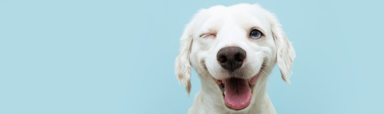 Hondje dat knipoogt