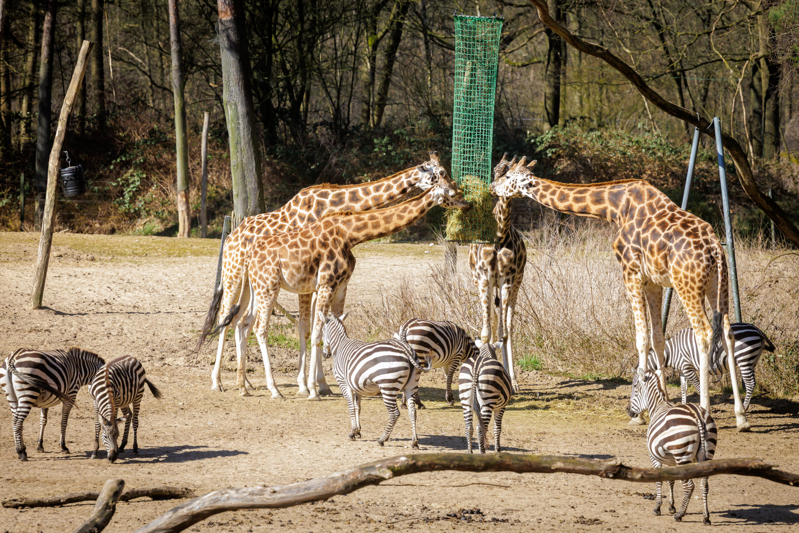 burgers zoo
