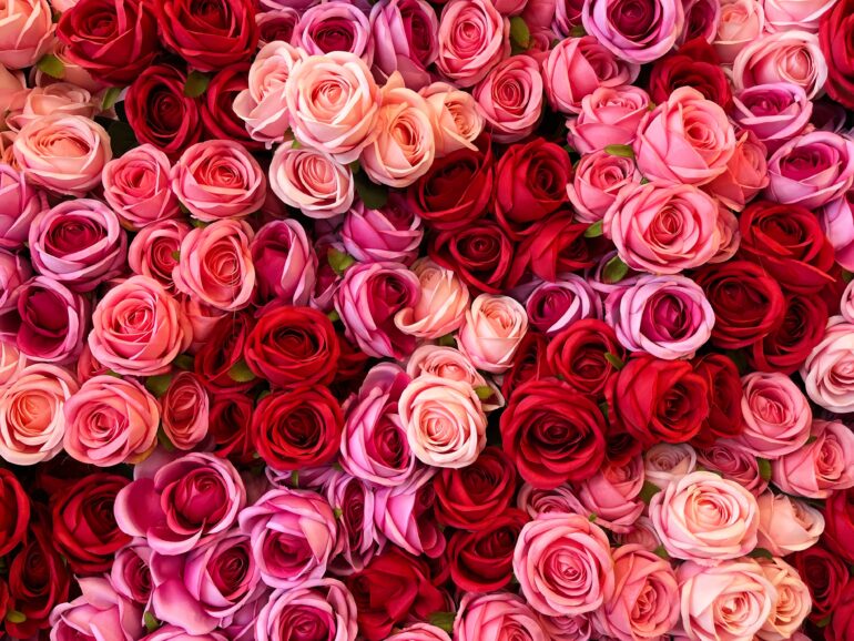 rode rozen roze rozen valentijnsdag