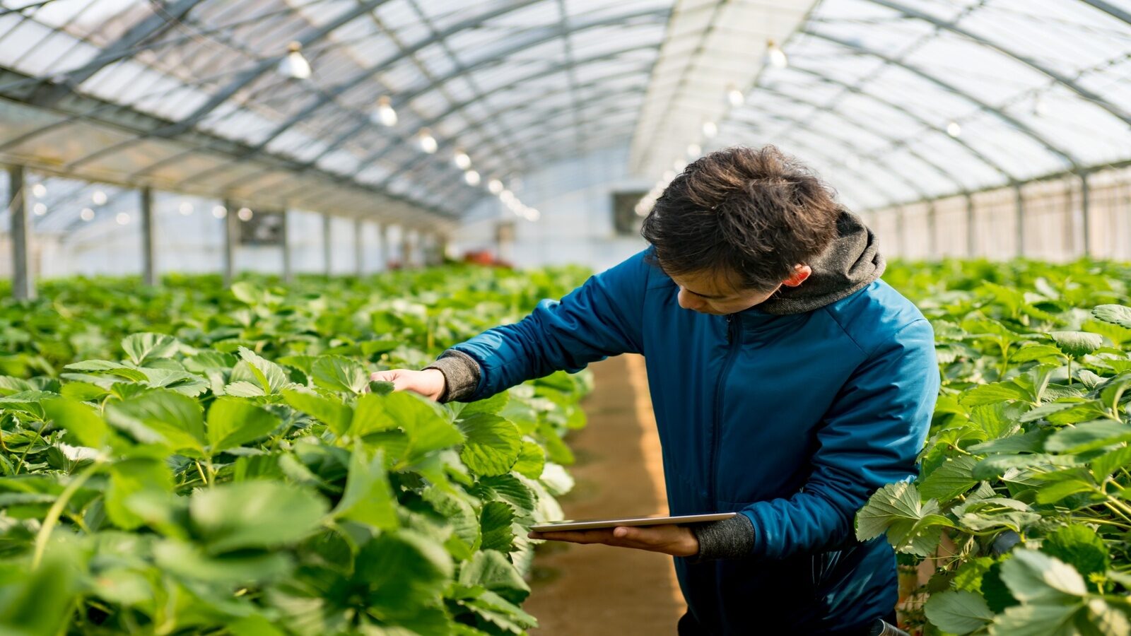 Met Donna Voice-AI brengt Biobest klantinformatie sneller samen in SAP Sales Cloud