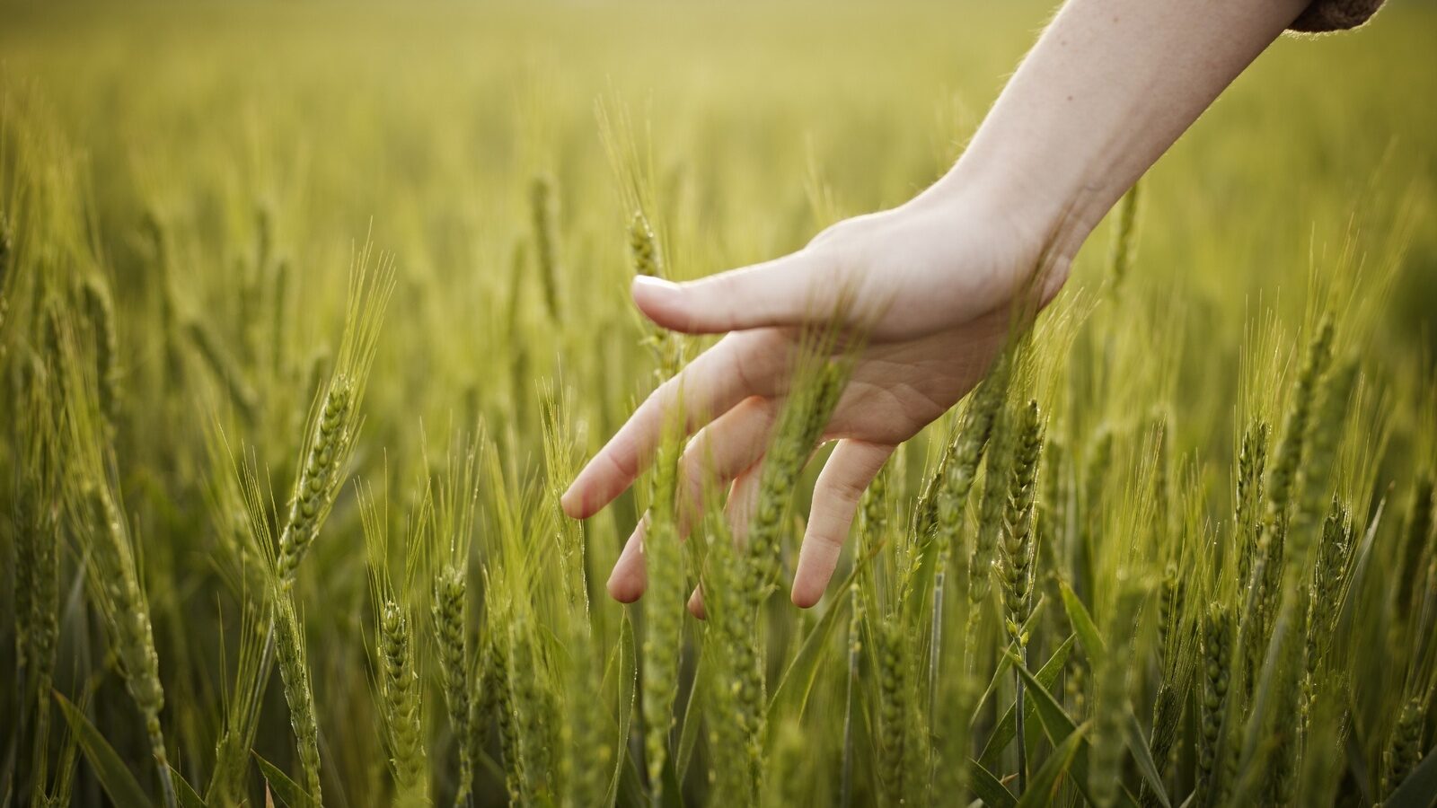 CSM Ingredients kiest voor geïntegreerde supplychainsturing met SAP IBP